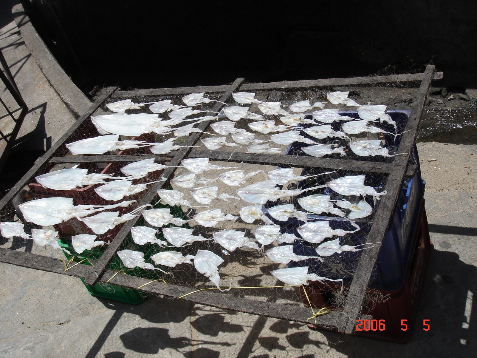 Dozens of split squid laid out to dry on a wire-mesh rack balanced over plastic crates on a concrete yard, strong midday sun and shadow across the scene.
