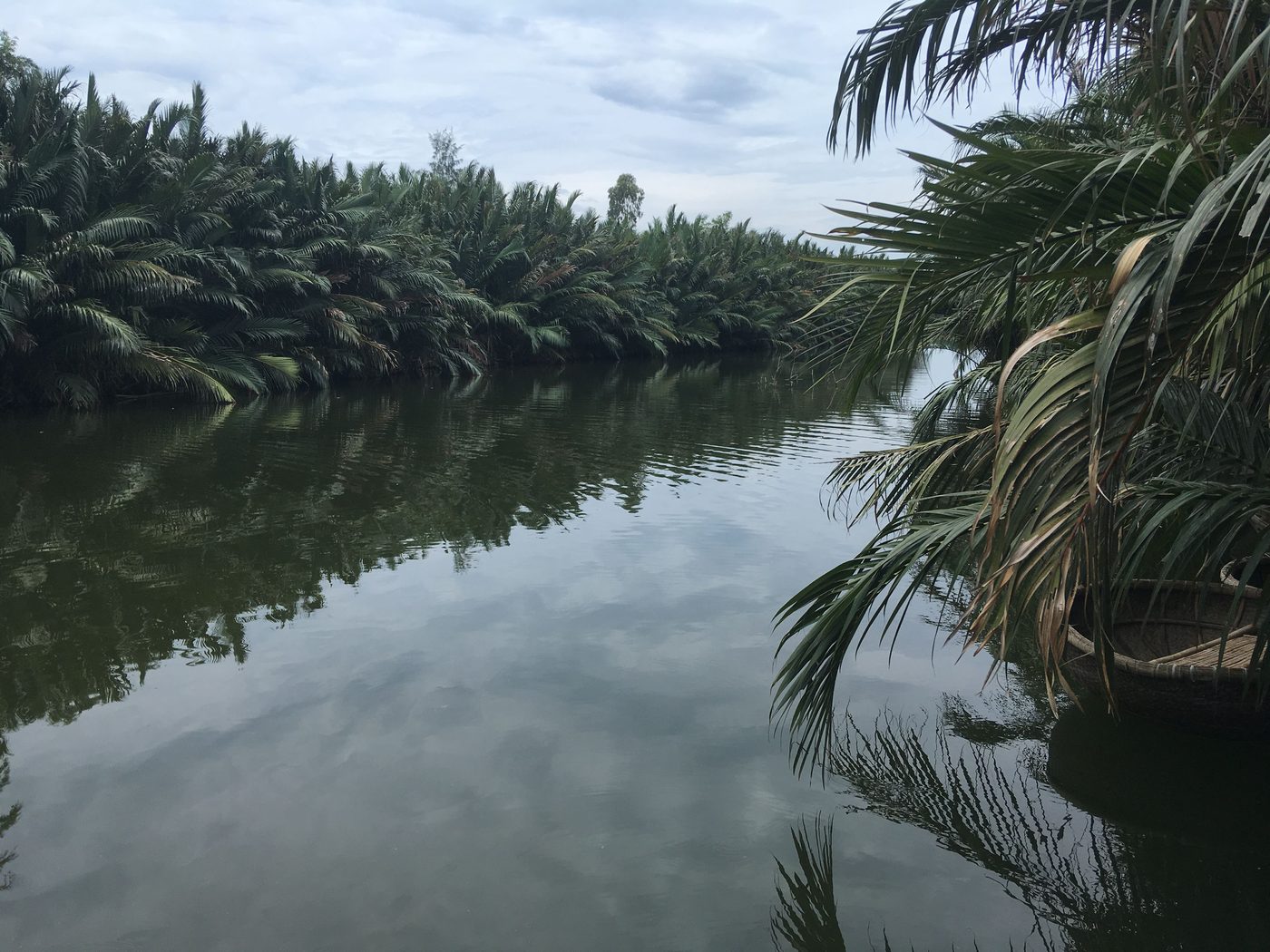 A stand of nipa palm crowding the edge of a river arm at Duy Vinh, the fronds reaching out over most of the narrow water.