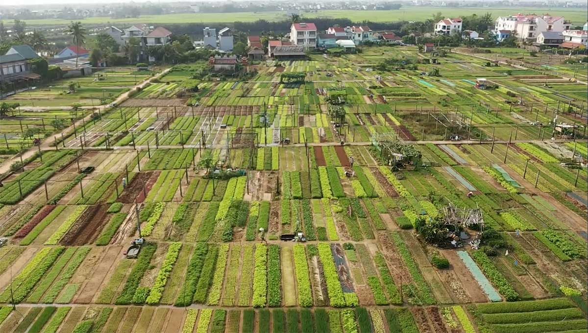 The vegetable village seen from above: plots divided into long beds in different shades of green, with dirt paths between them. Houses and fields lie in the distance.