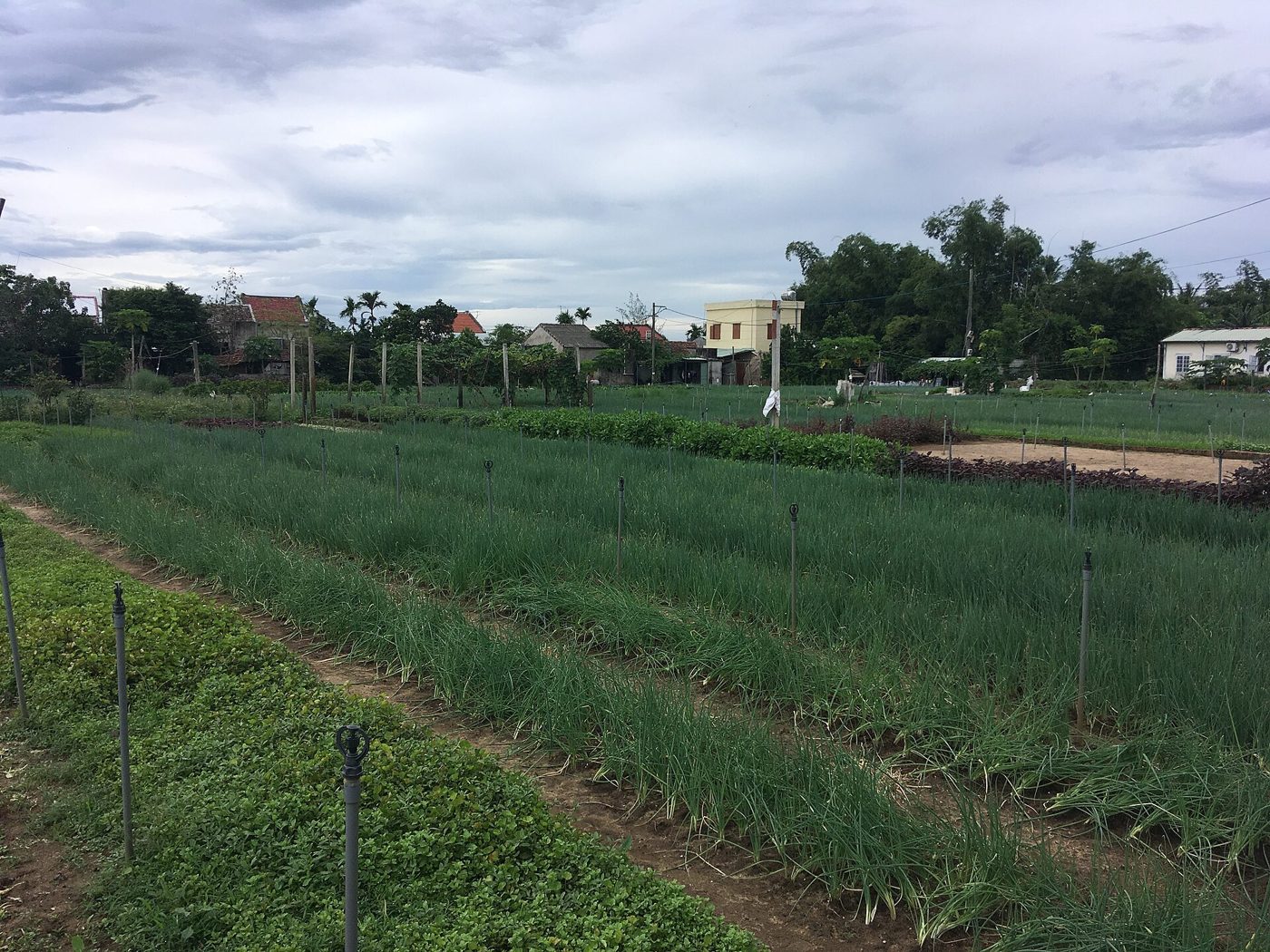Long narrow-leaved vegetable beds run diagonally into the distance, with a bed of small round-leaved greens at left and sprinkler heads on small stakes between the beds. Roofs and trees stand behind under a cloudy sky.