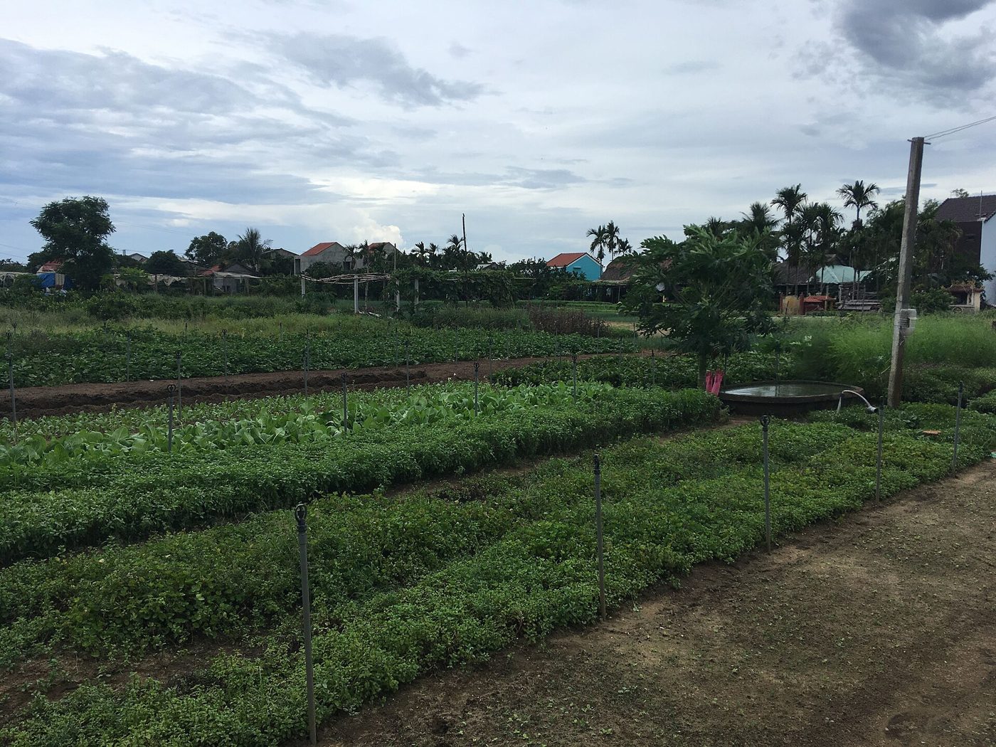 A vegetable garden seen from the field bank: green beds run long under a cloudy sky, with bamboo stakes and strings across the garden and roofs and a row of coconut palms in the distance.